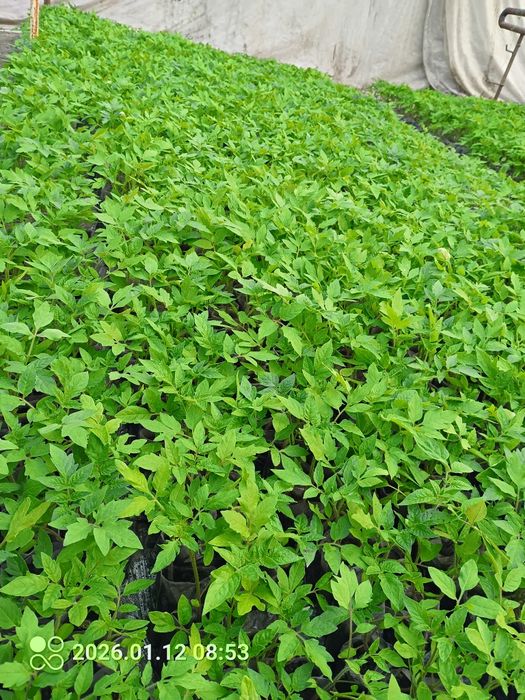 Помидор кучатларни теплица учун