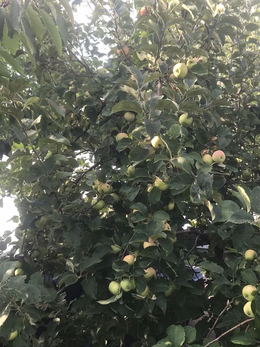 Продам яблоки летний