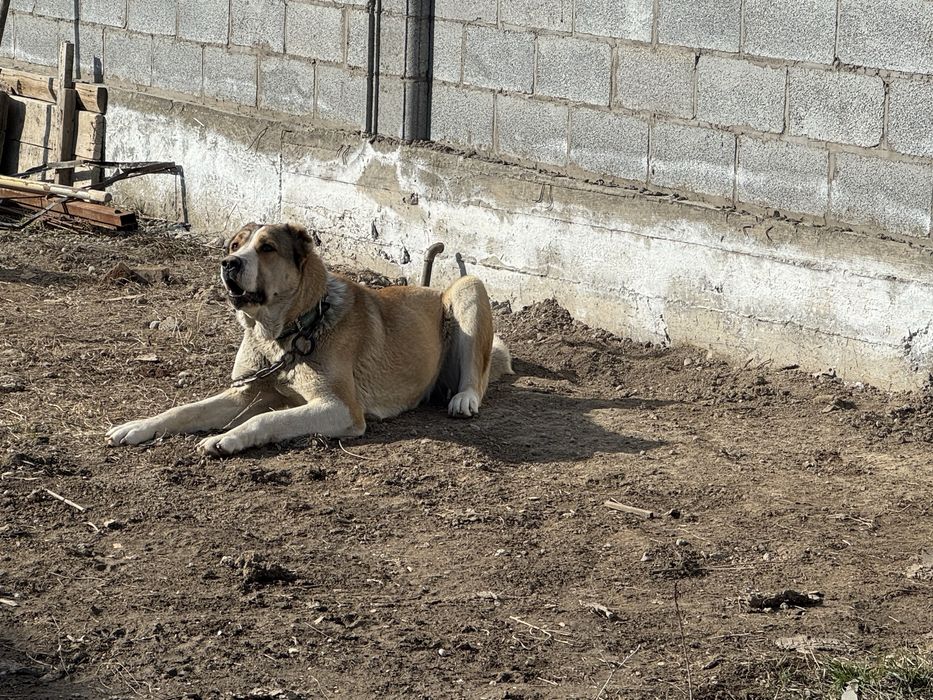 Алабай    1 годик