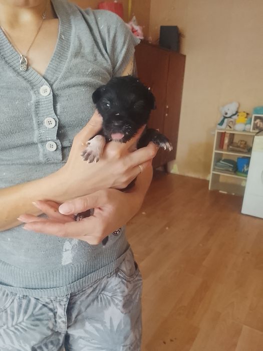 Отдам щенков в добрые руки