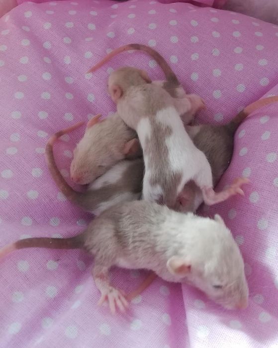 Крыски рекс сиам