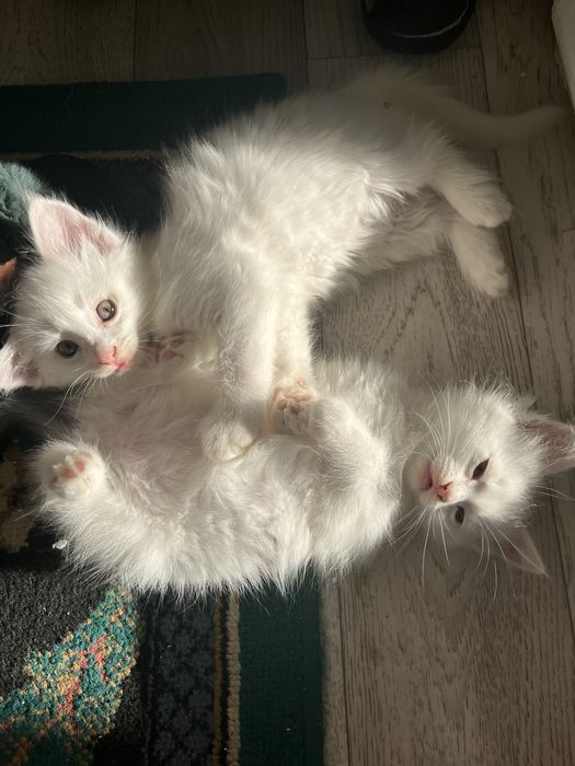 Котята 3мальчика