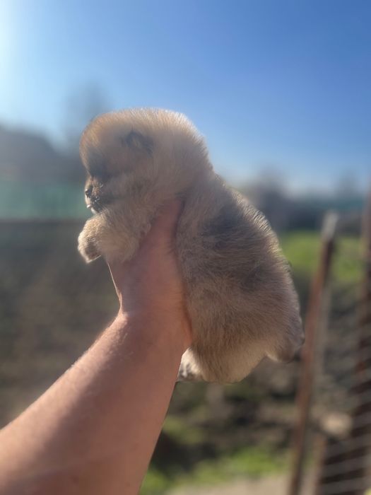 Мини померанчета