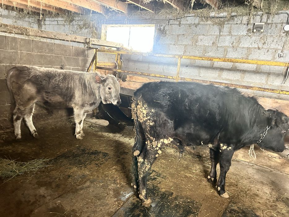 3 ай байланган бука сатылады