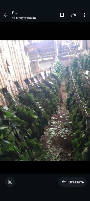 Продам веники берёзовые