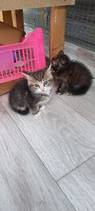 Котята ищут дом.