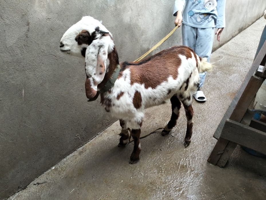 Таза қанды битал