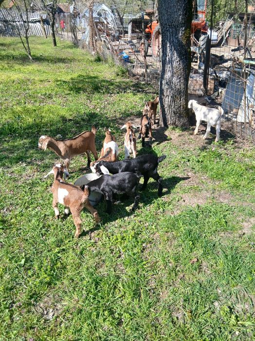 Capre, iezi și țap anglo-nubian....