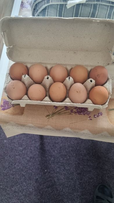 Vând ouă pentru incubat de la găini Australorp albastru.