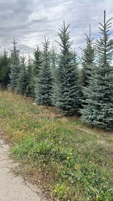 Ель голубая с доставкой