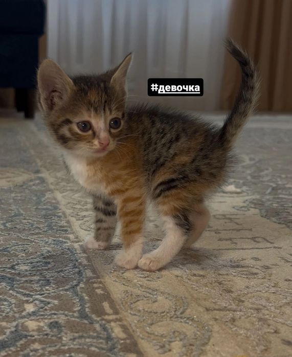 Отдам котят в добрые руки