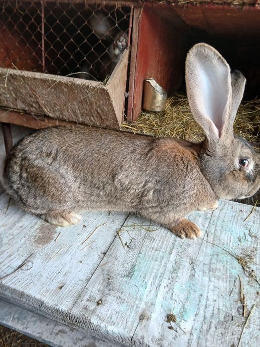 Vând iepuri berbec și uriaș german.