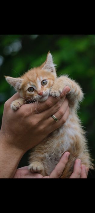 Котёнок в добрые руки