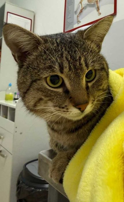 Найден упитанный кот