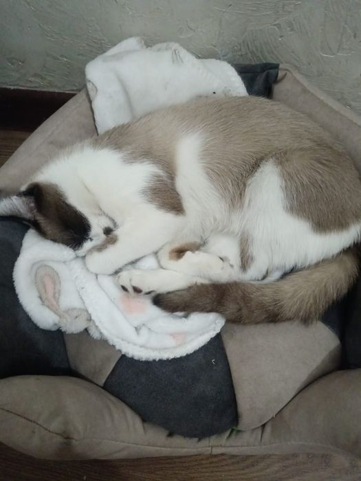 Потерялся котенок