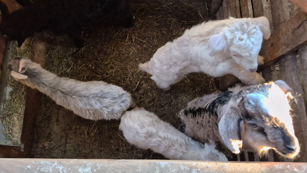 Лақтар сатылады, Козлята продается