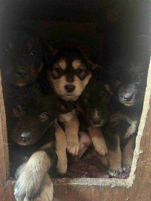Щенки в хорошие руки