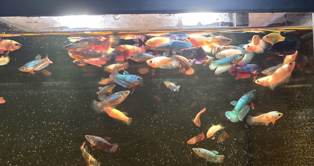 Betta splendens halfmoon si plakat