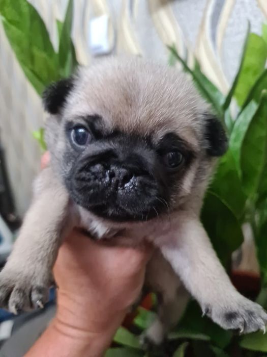 Щенки мопса мальчики и девочки