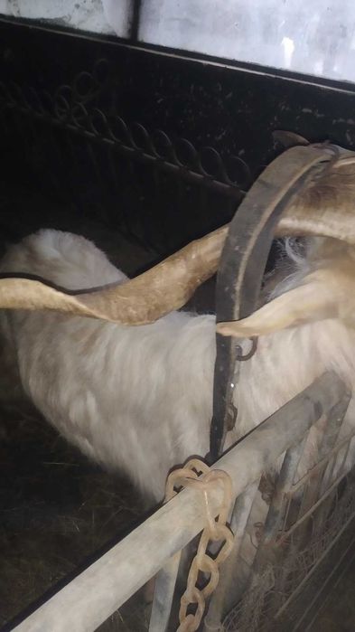 Продавам ярета и кози