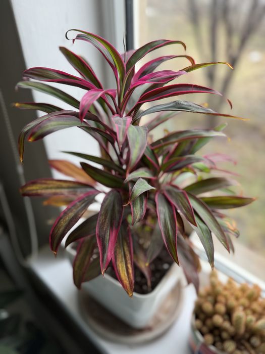 Растения для офиса и дома