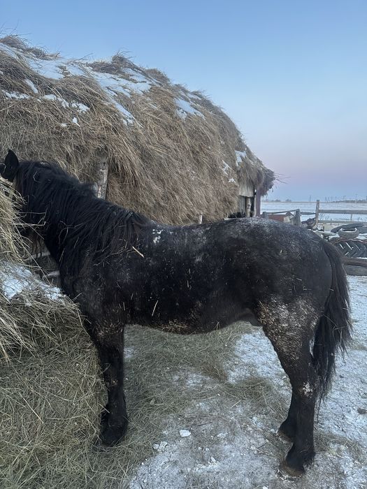 Продам жеребец (айғыр)