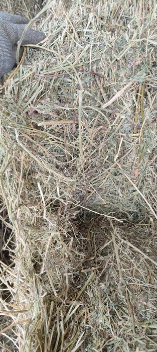 Тюки люцерна первый курс