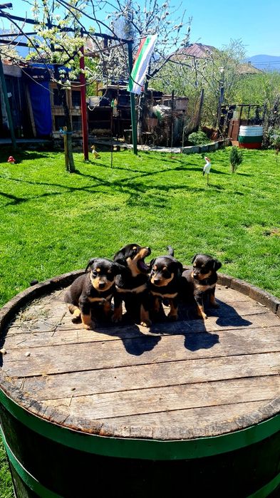 Чистокръвни Пинчери