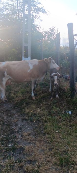 Vând vaca fara vițel