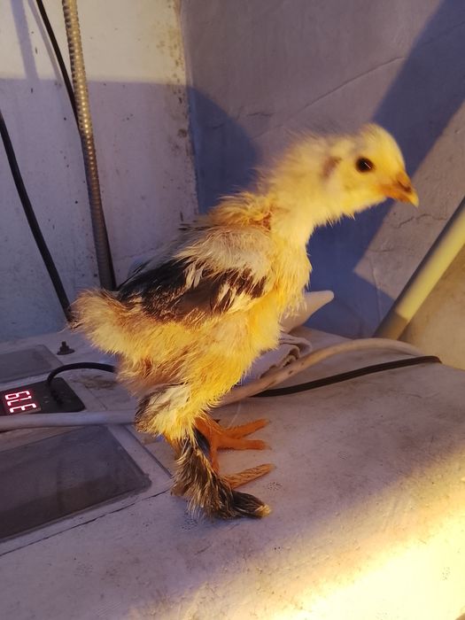 Цыплята брама...