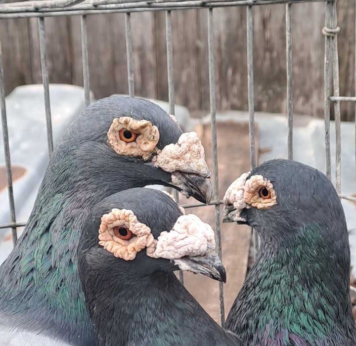 Porumbei Voiajor stil vechi