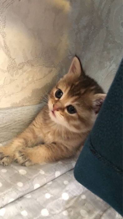 120$ Шотландская шиншилла