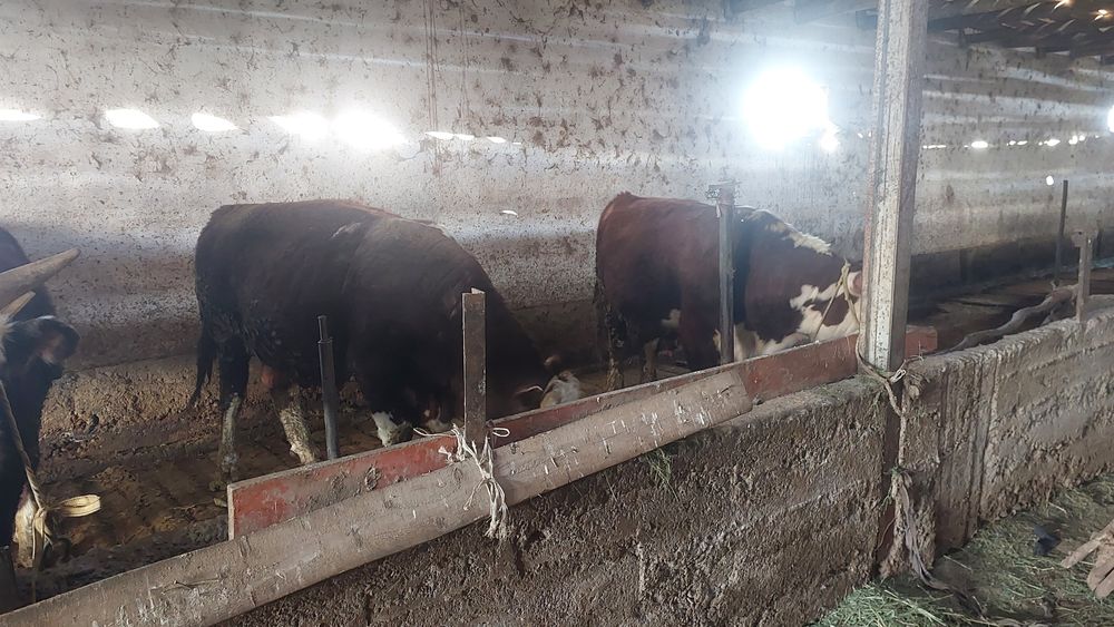 Ак бас букалар сатылады