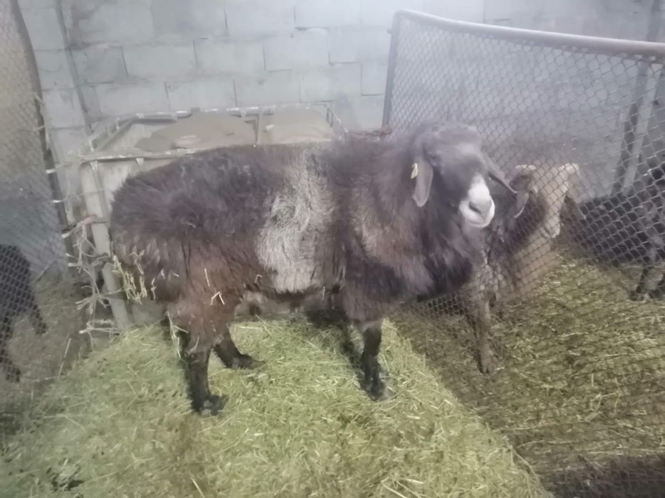 Ірі Гиссар қошқар. Асыл тұқымды 3-4 жасар