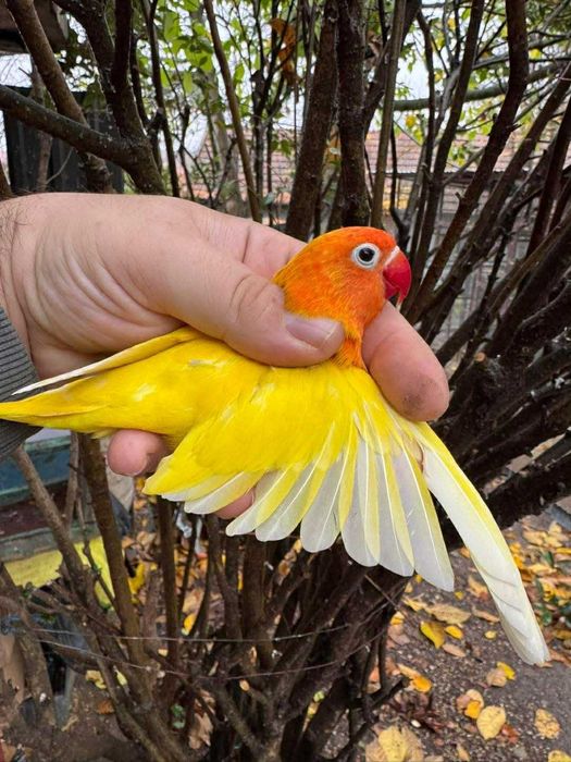 Vând papagal agapornis fischer