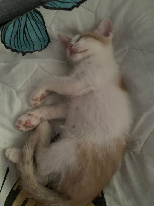котенок шустрая