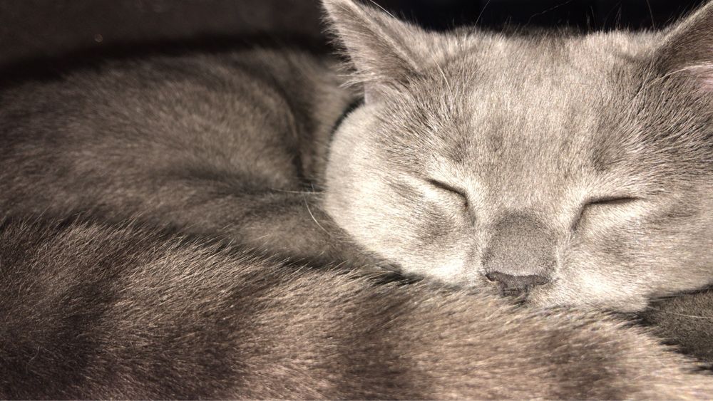 Отдам кошку даром