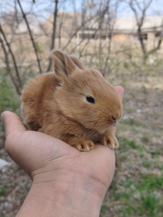 Burgund va Hikol zotli quyon bolalari sotuvda!