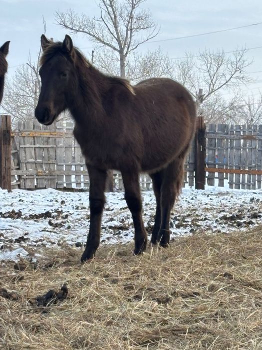 жабагы сатылады.       .