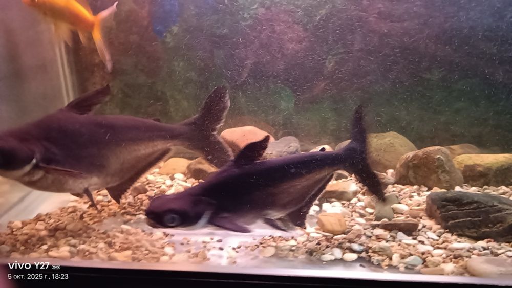 Продам пангасиуса - акулий сом взрослые особи