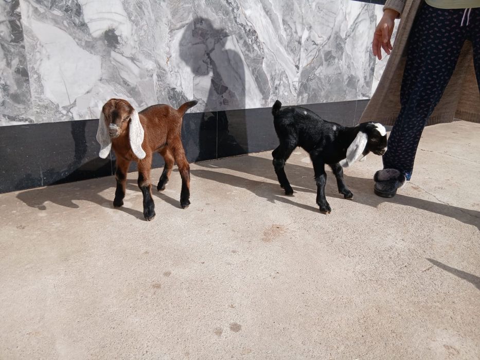 Козлята продаются