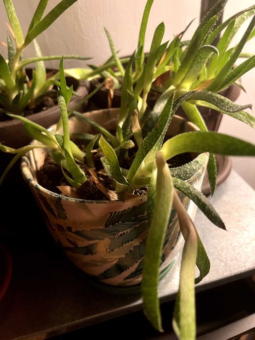 Plante aloe vera de vânzare