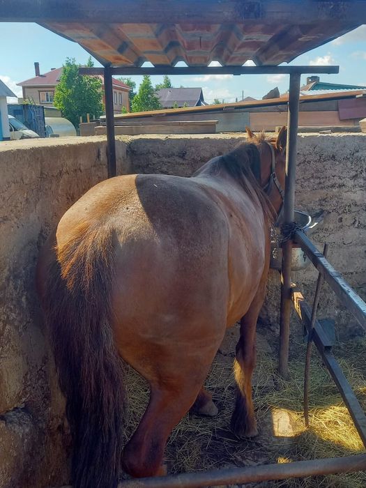 Продам кобылу жирную