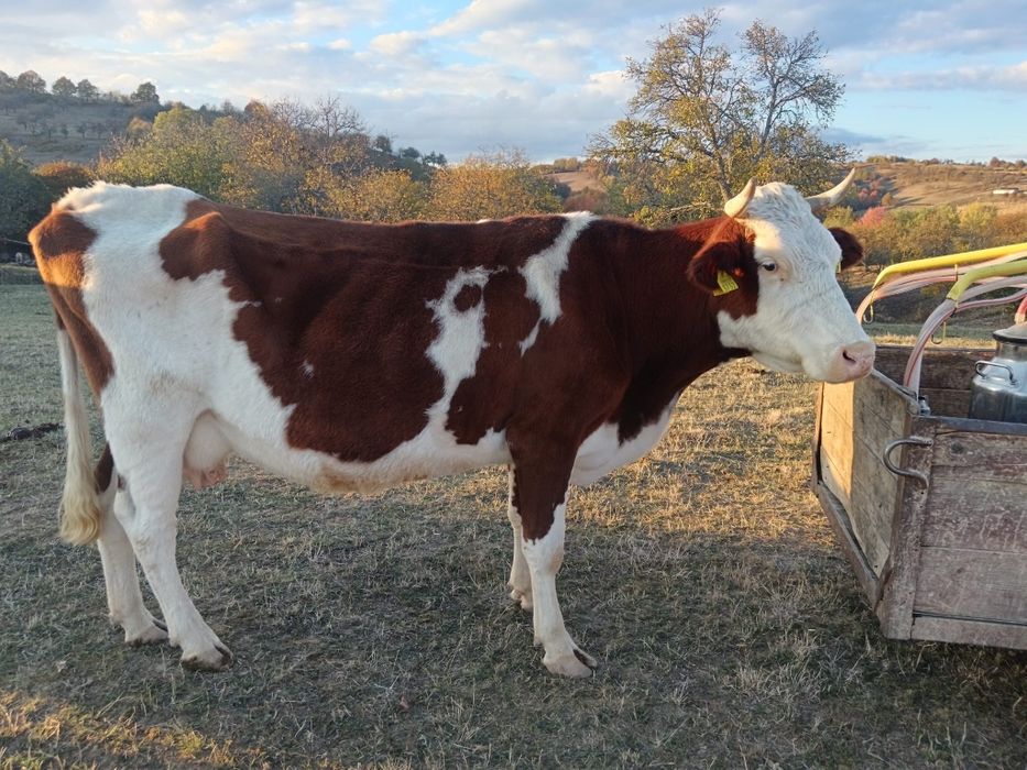 Vaca bălțată românească de vânzare