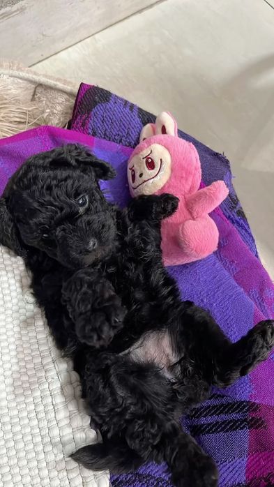 Pudel caniche mini toy negru, mascul, 8 săptămâni