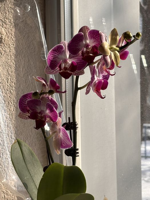 Живые орхидеи (свежая поставка)