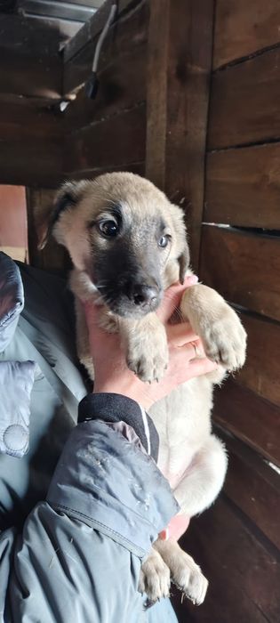 Щенки девчули ждут добрые руки