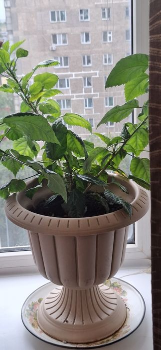 Роза продам  пепельный красный