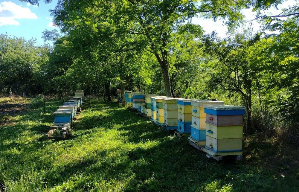 Продавам Лангстрот-Рут (ЛР)  пчелни семейства – регион Нова Загора/Ямбол