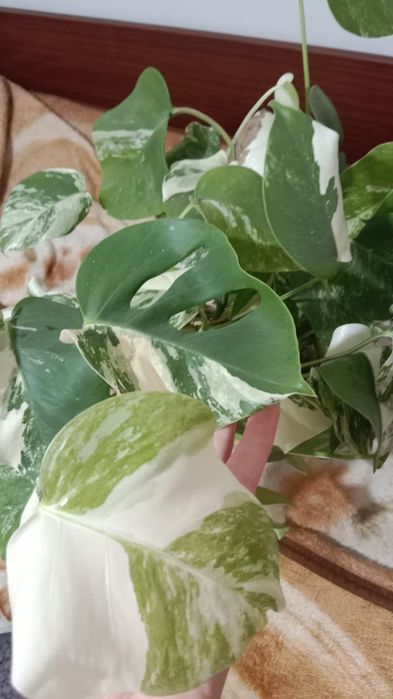 Продам Монстеру Альбо.